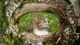 Ferienwohnung Katzenkorb