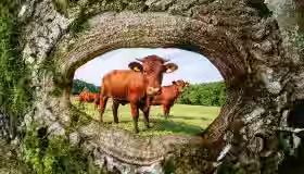 Ferienwohnung Kuhstall