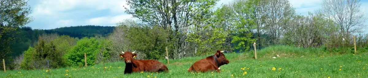 Harzer Rotes Höhenvieh